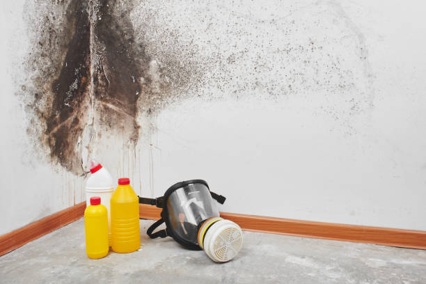 Best Local Mold Removal Service  in Bolindale, OH