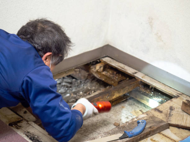 Home Mold Removal in Bolindale, OH