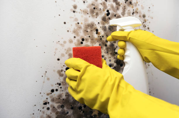 Best Mold Removal Specialists  in Bolindale, OH