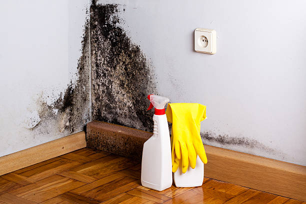 Certified Mold Removal in Bolindale, OH
