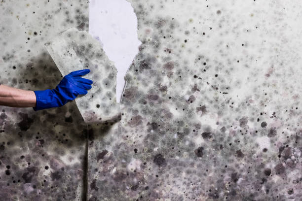 Best Fast Mold Removal  in Bolindale, OH