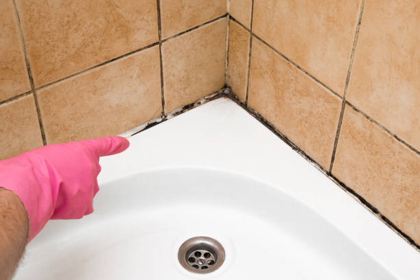 Best Mold Remediation  in Bolindale, OH