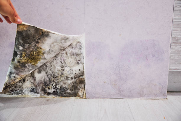 Attic Mold Removal in Bolindale, OH